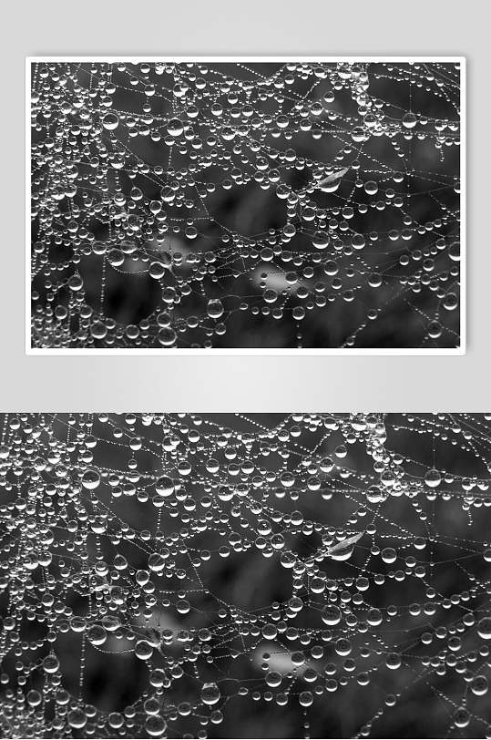 蜘蛛网上的水珠雨滴图片