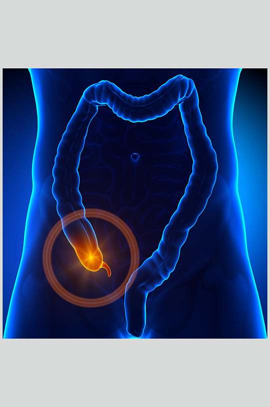 小肠人体器官图片