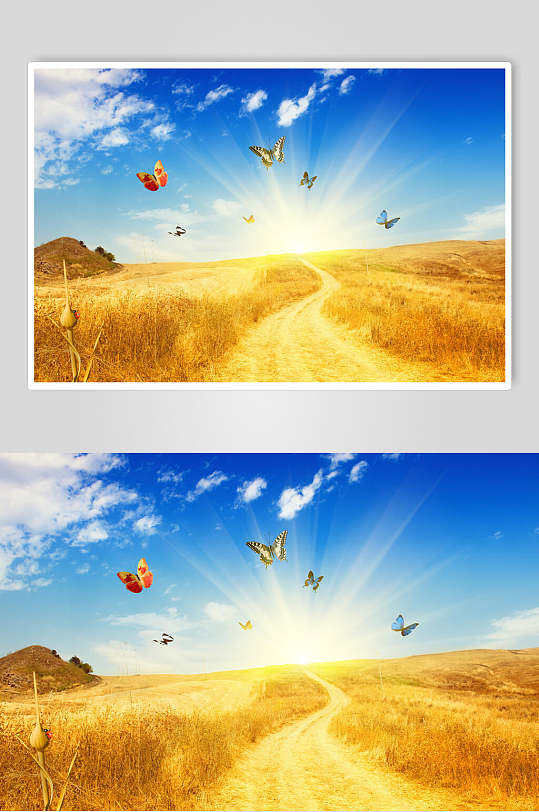 五色斑斓的蝴蝶飞舞在金色麦田图片