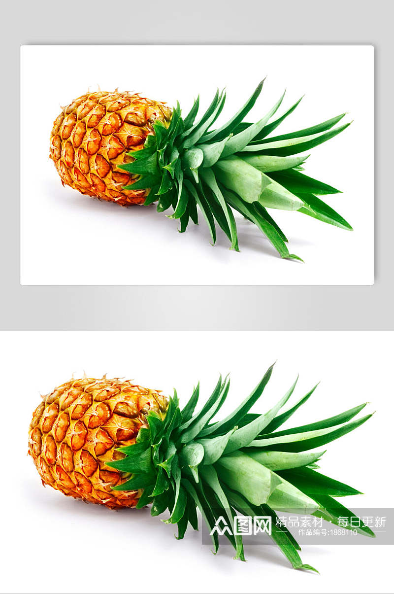 全生态菠萝图片素材