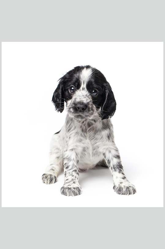 摄影小狗图片-摄影小狗素材下载-众图网