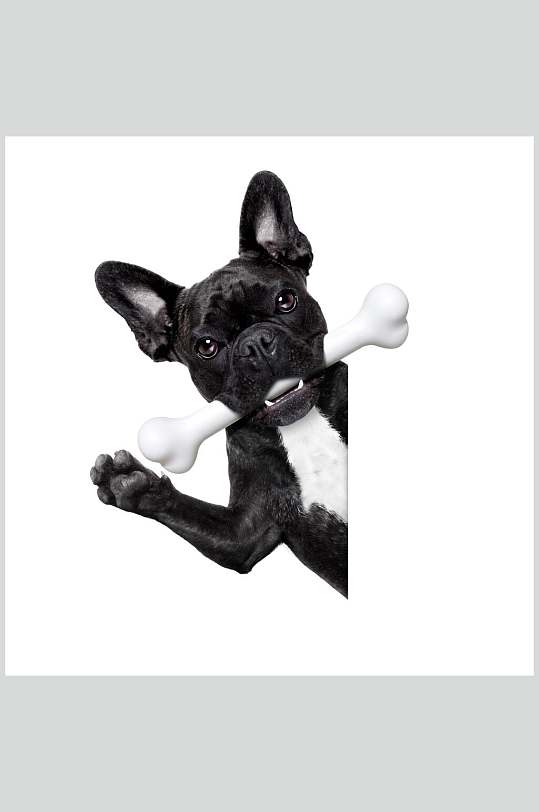 可爱宠物小狗摄影素材图片