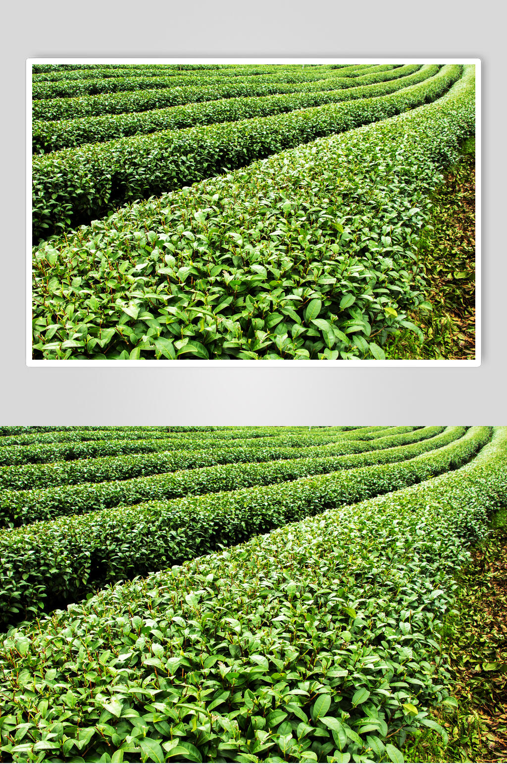 茶园茶叶特写摄影图片素材