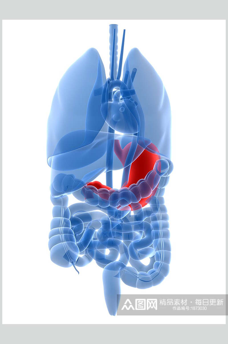 人体器官胃图片素材