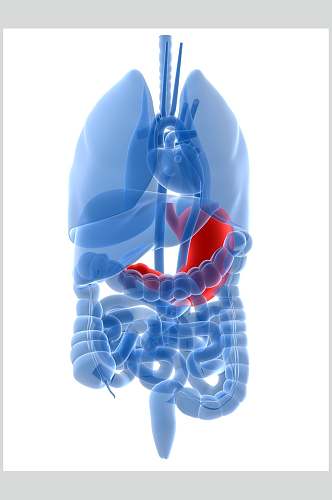 人体器官胃图片