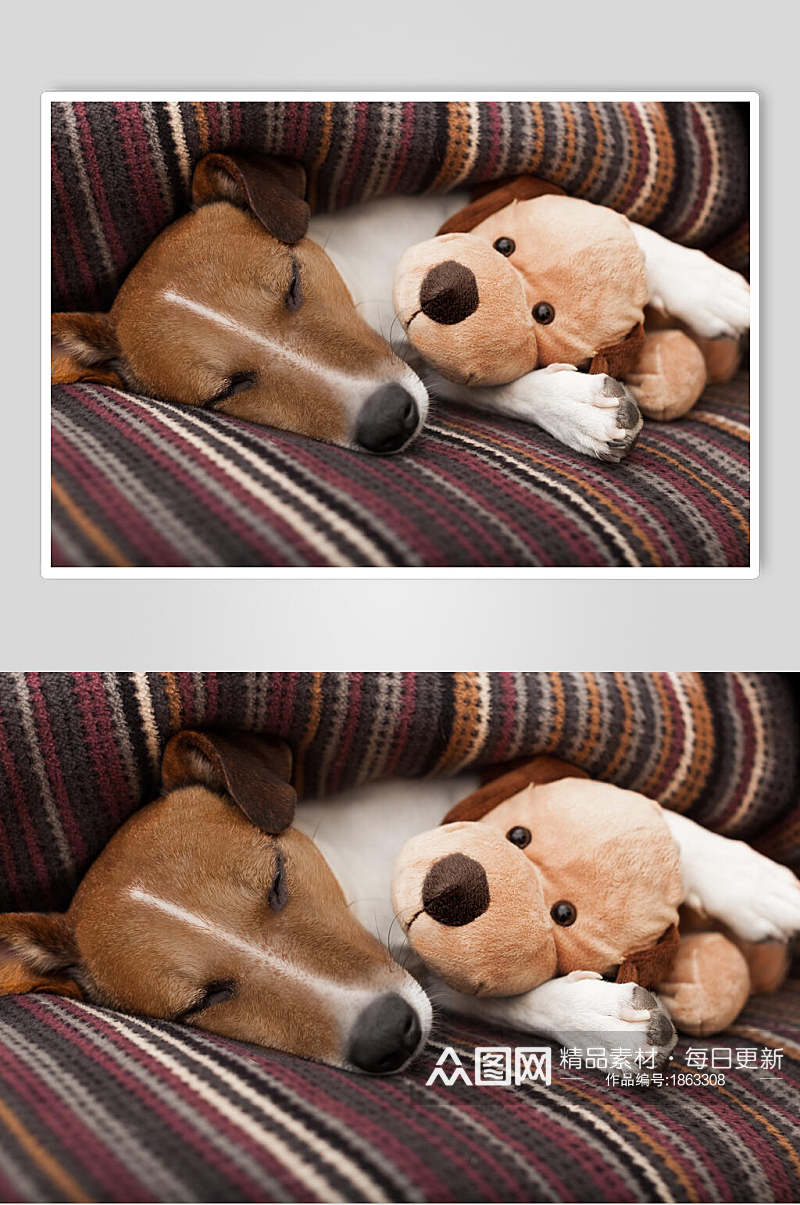 甜美可爱宠物小狗摄影背景图片素材