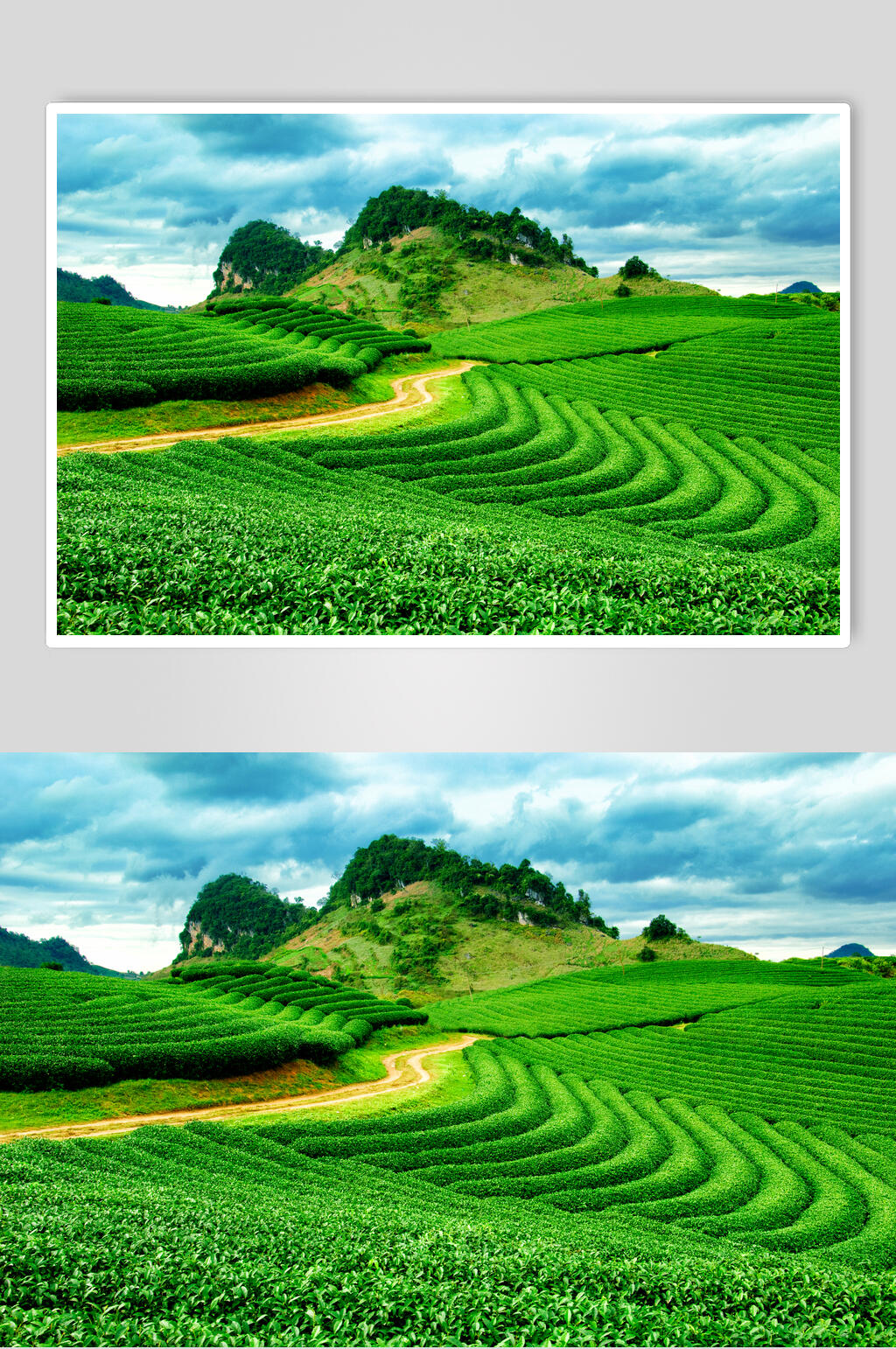 茶园茶叶园林小路图片素材