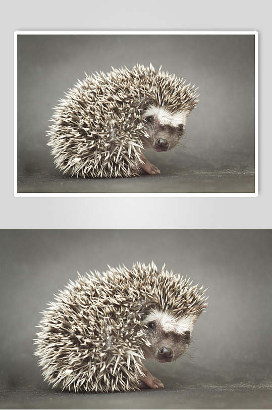 萌宠刺猬背景图片