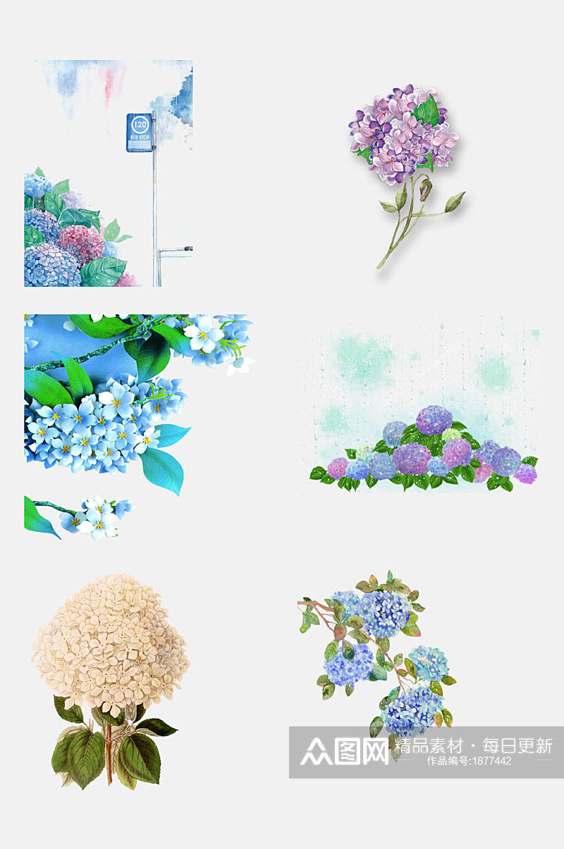 流行绣球花卉花朵免抠元素素材素材