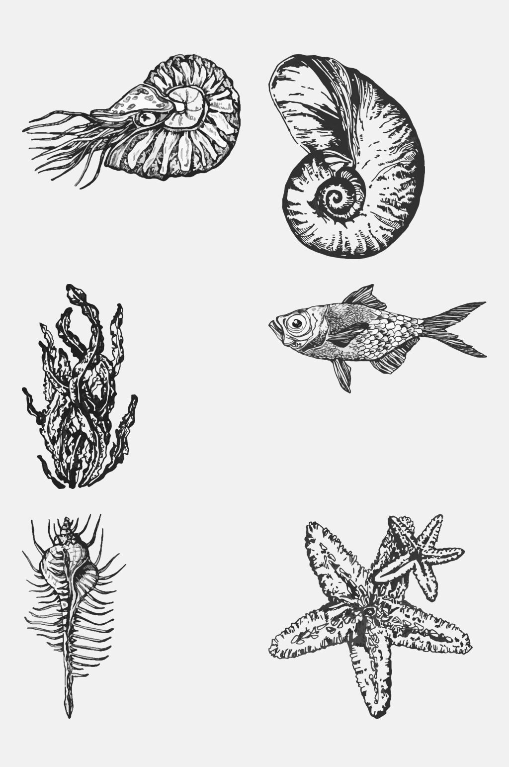 素描海螺海带海洋生物手绘元素素材