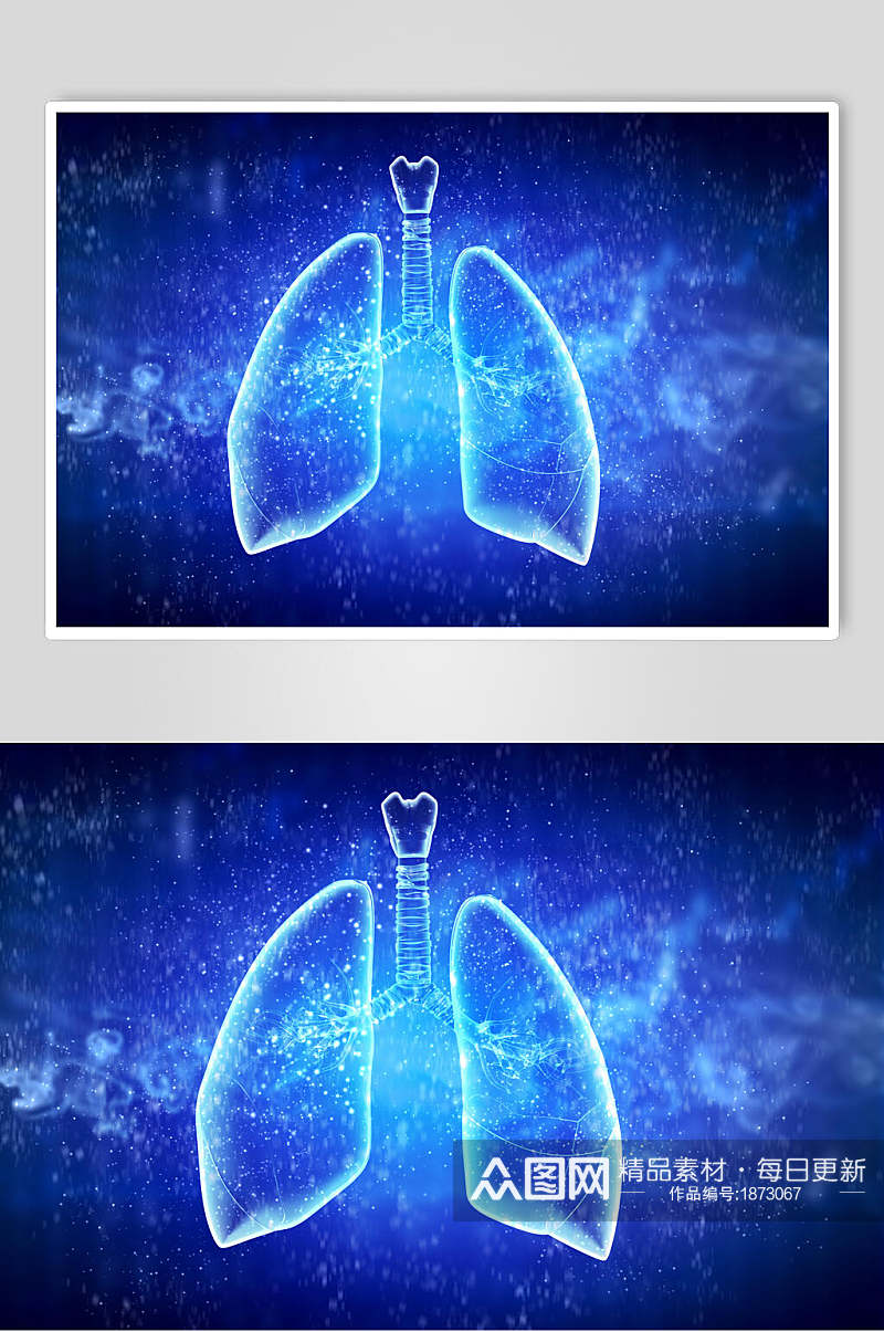 人体器官肺模拟图片素材