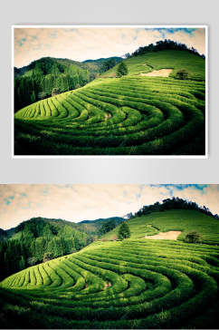 绿色茶园茶叶摄影图片