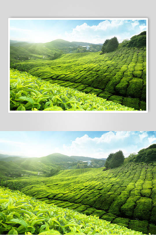 綠色茶園茶葉攝影圖片