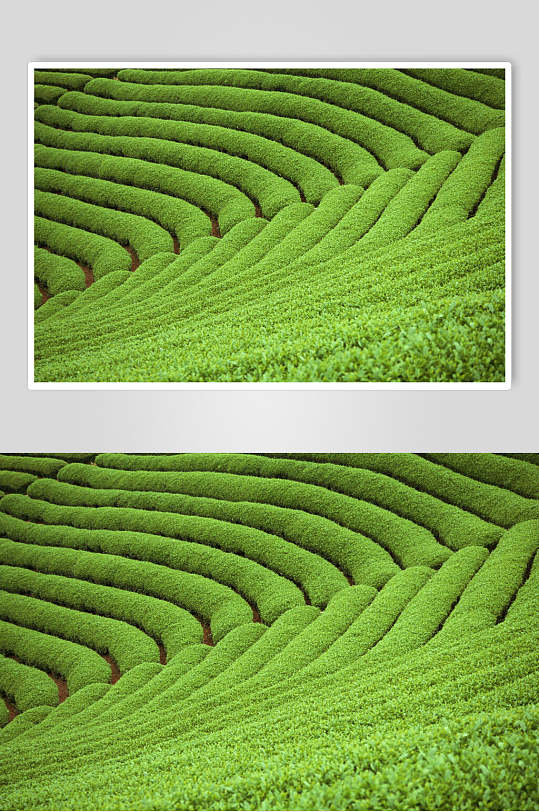 桔子画册图片-桔子画册设计素材-桔子画册模板下载-众图网