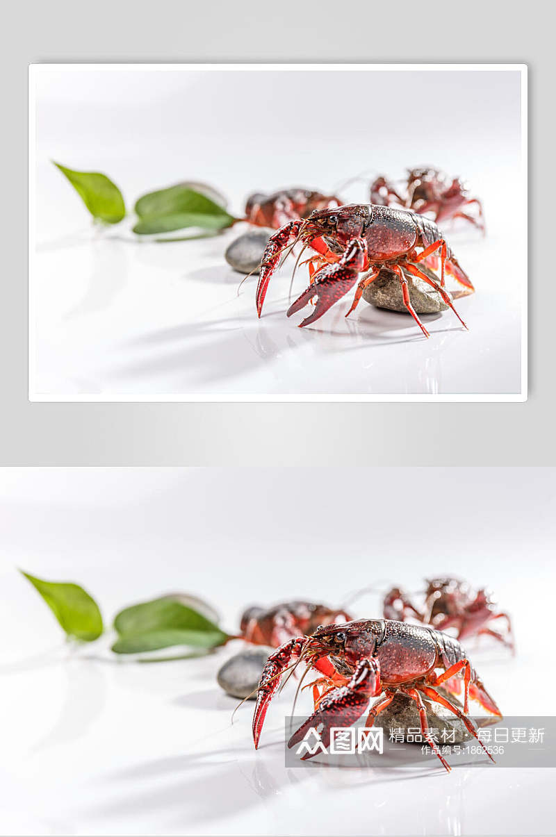 红红火火小龙虾摄影图片素材