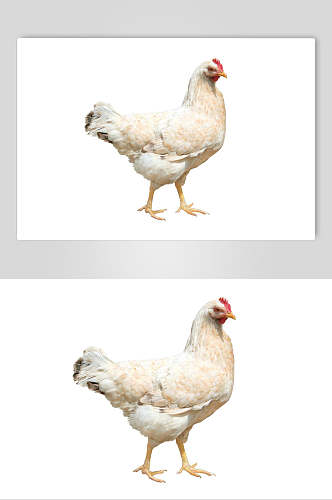 母鸡鸡肉图片