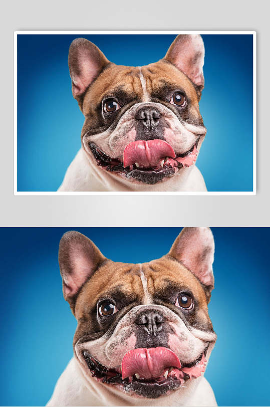 摄影小狗图片-摄影小狗素材下载-众图网