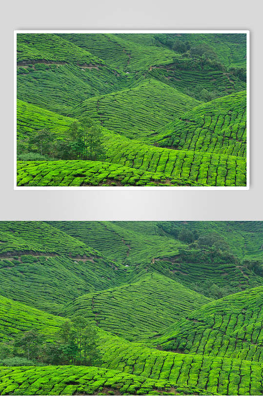 茶园茶叶绿植图片