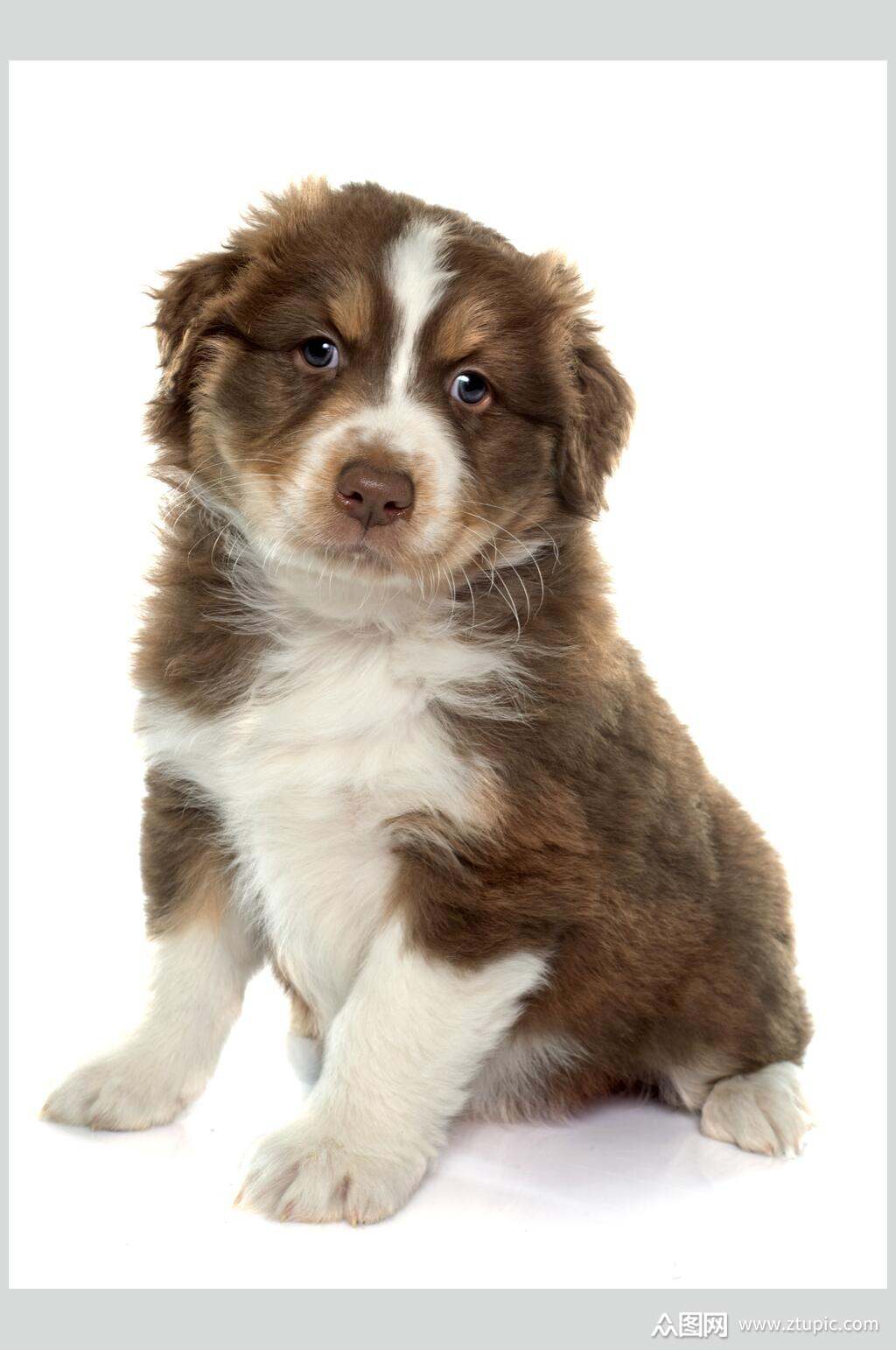 乖巧宠物狗摄影素材图片