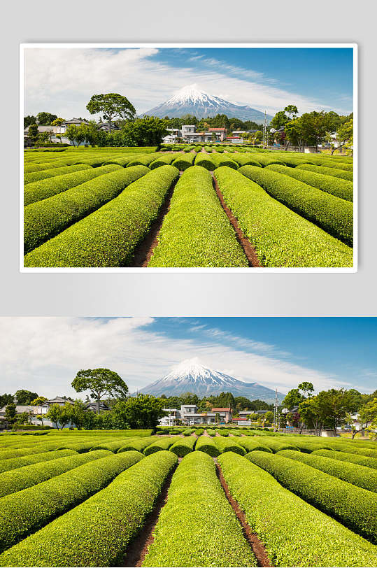 绿色茶园茶叶图片