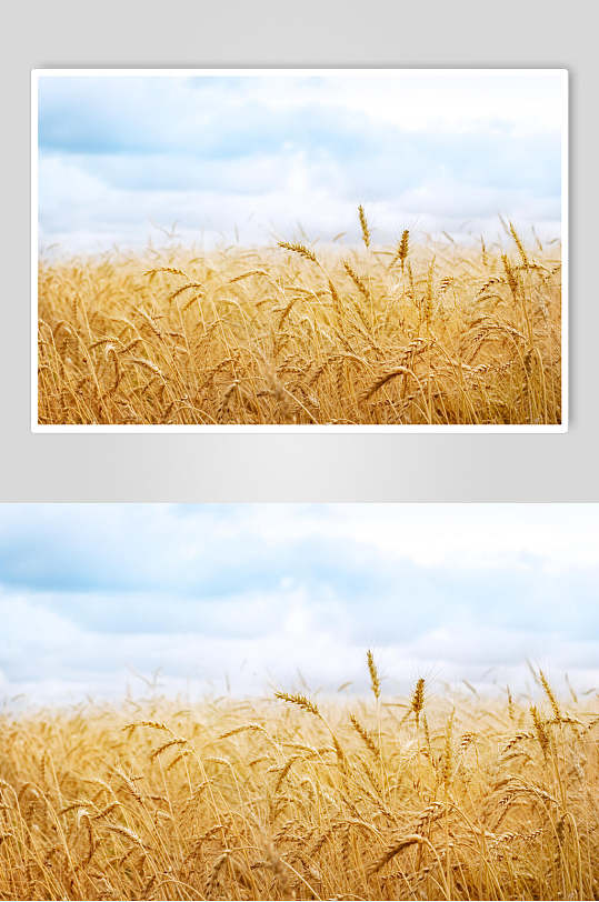 金黄色麦田麦穗图片