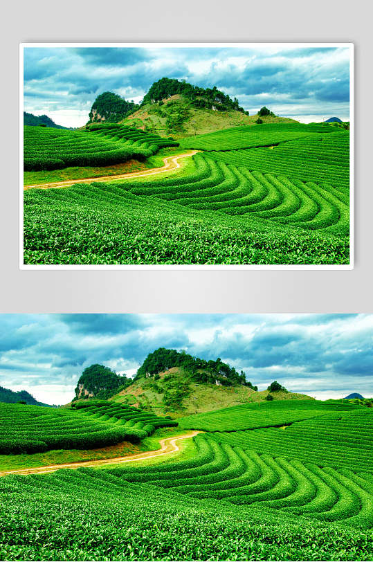 绿色茶园茶叶摄影元素图片