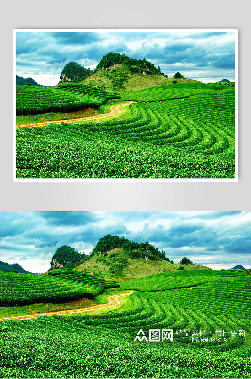 绿色茶园茶叶摄影元素图片素材