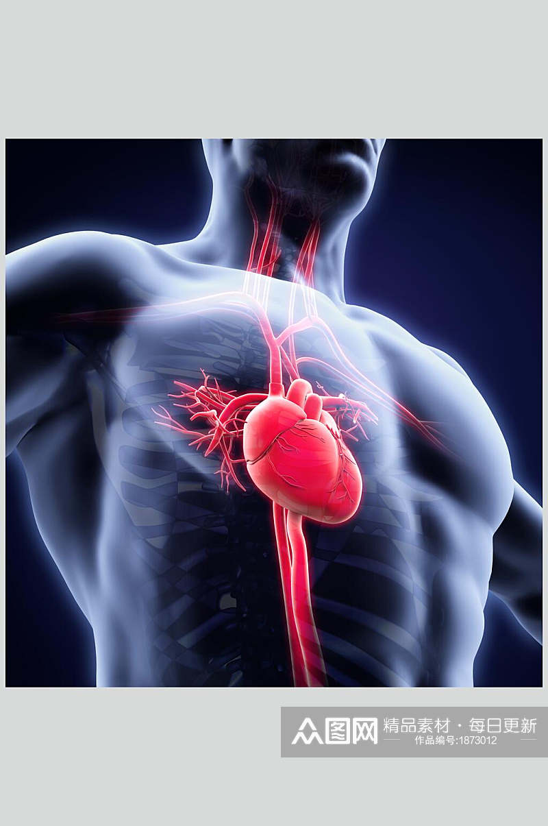 人体器官心脏图片素材