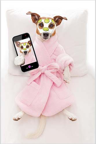 浴袍宠物小狗图片