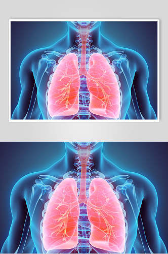 人体器官肺摄影图片