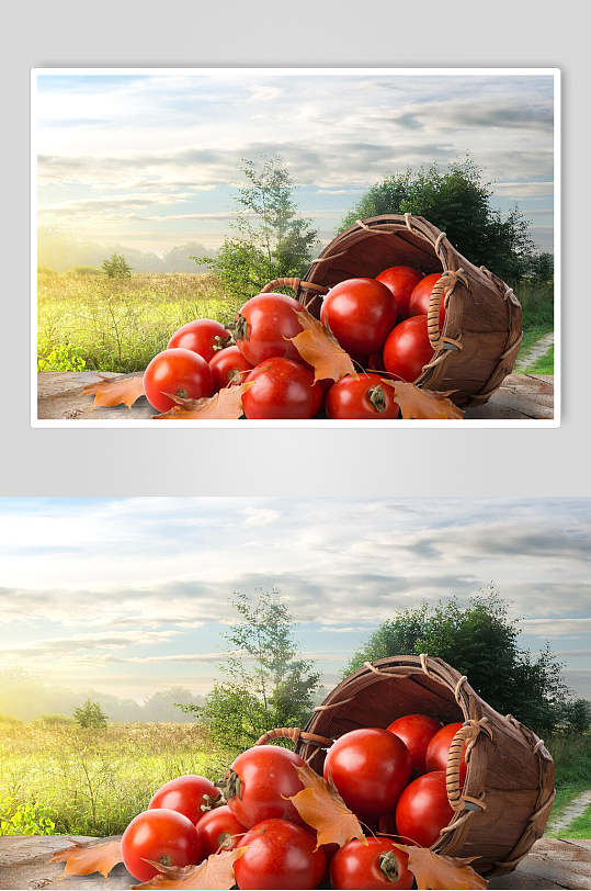 高清西红柿摄影素材图片