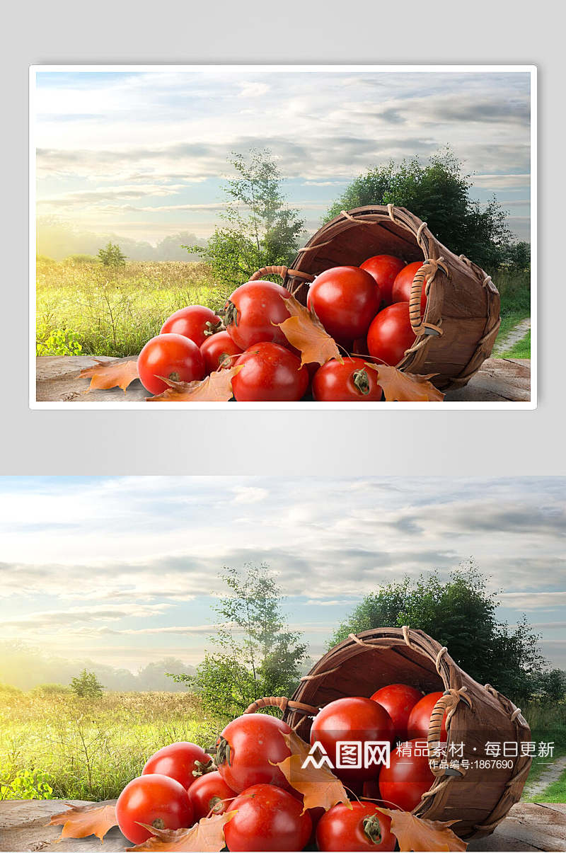 高清西红柿摄影素材图片素材