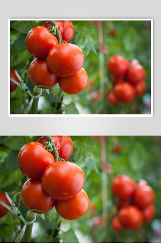 新鲜西红柿摄影素材图片