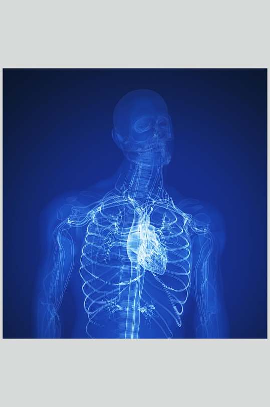蓝色清晰构造人体器官图片