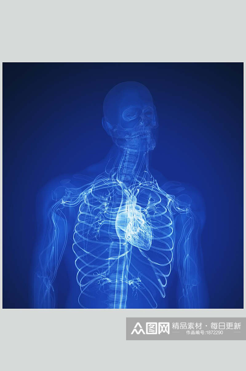 蓝色清晰构造人体器官图片素材