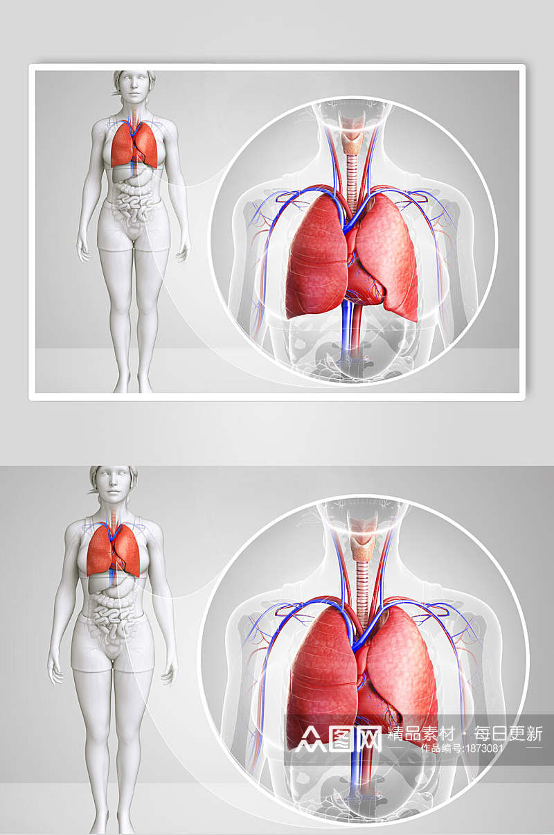 真实人体器官肺图片素材