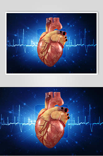 人体器官心脏图片