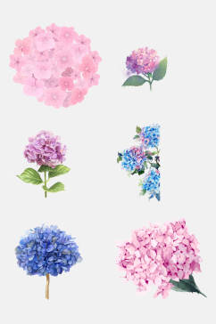 手绘画绣球花卉花朵免抠元素素材