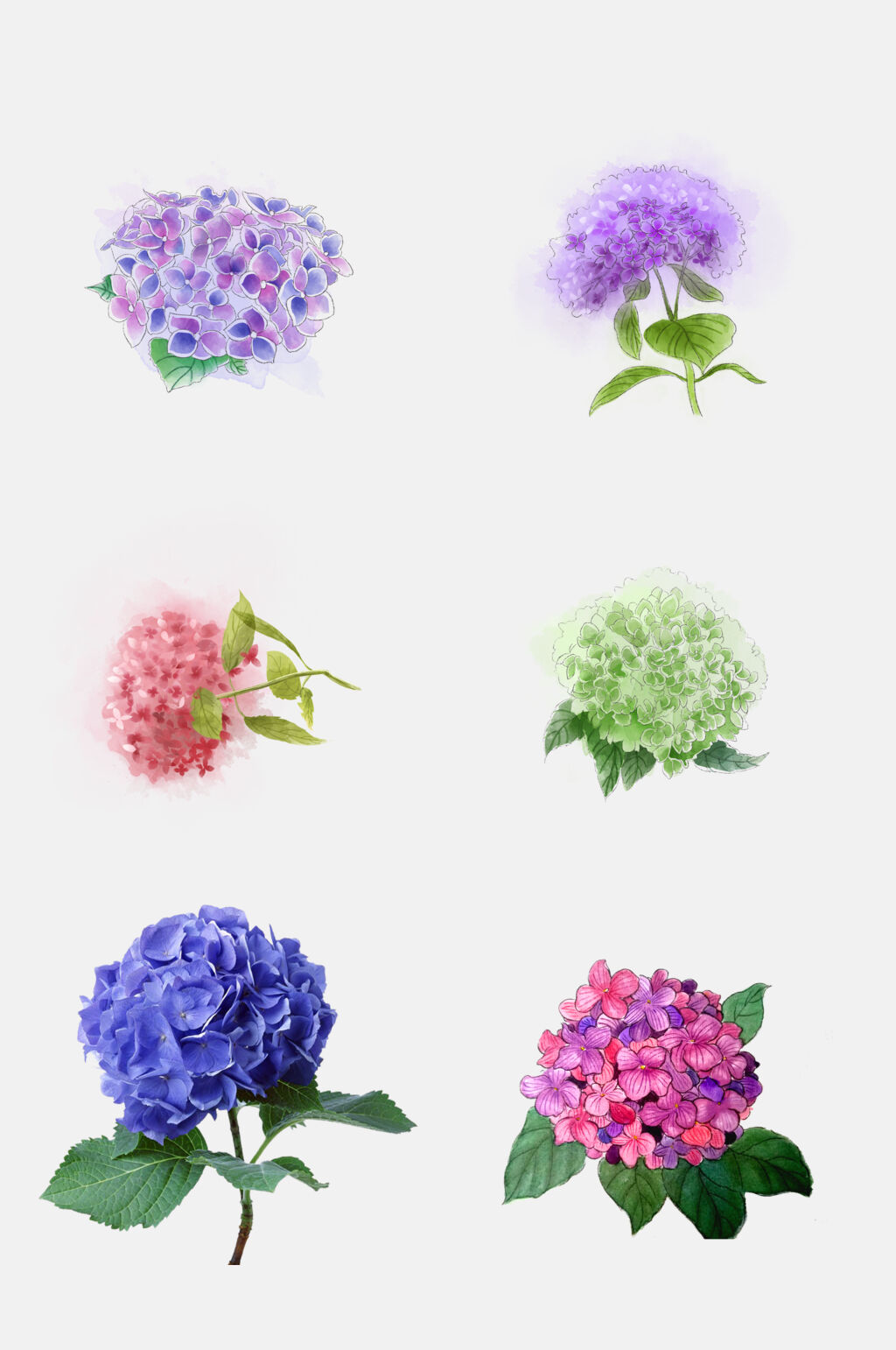 简约绣球花卉花朵免抠元素素材素材