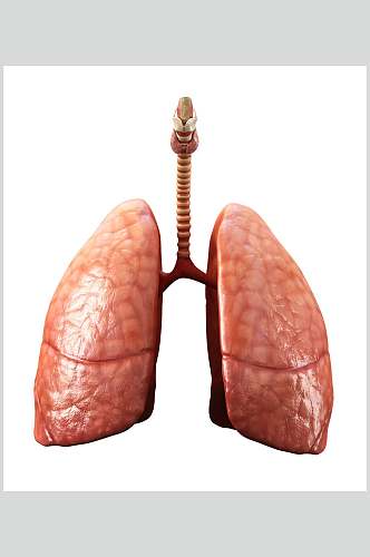 人体器官肺摄影图片