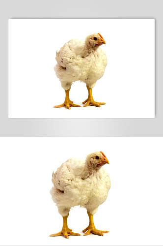 生鸡鸡肉图片