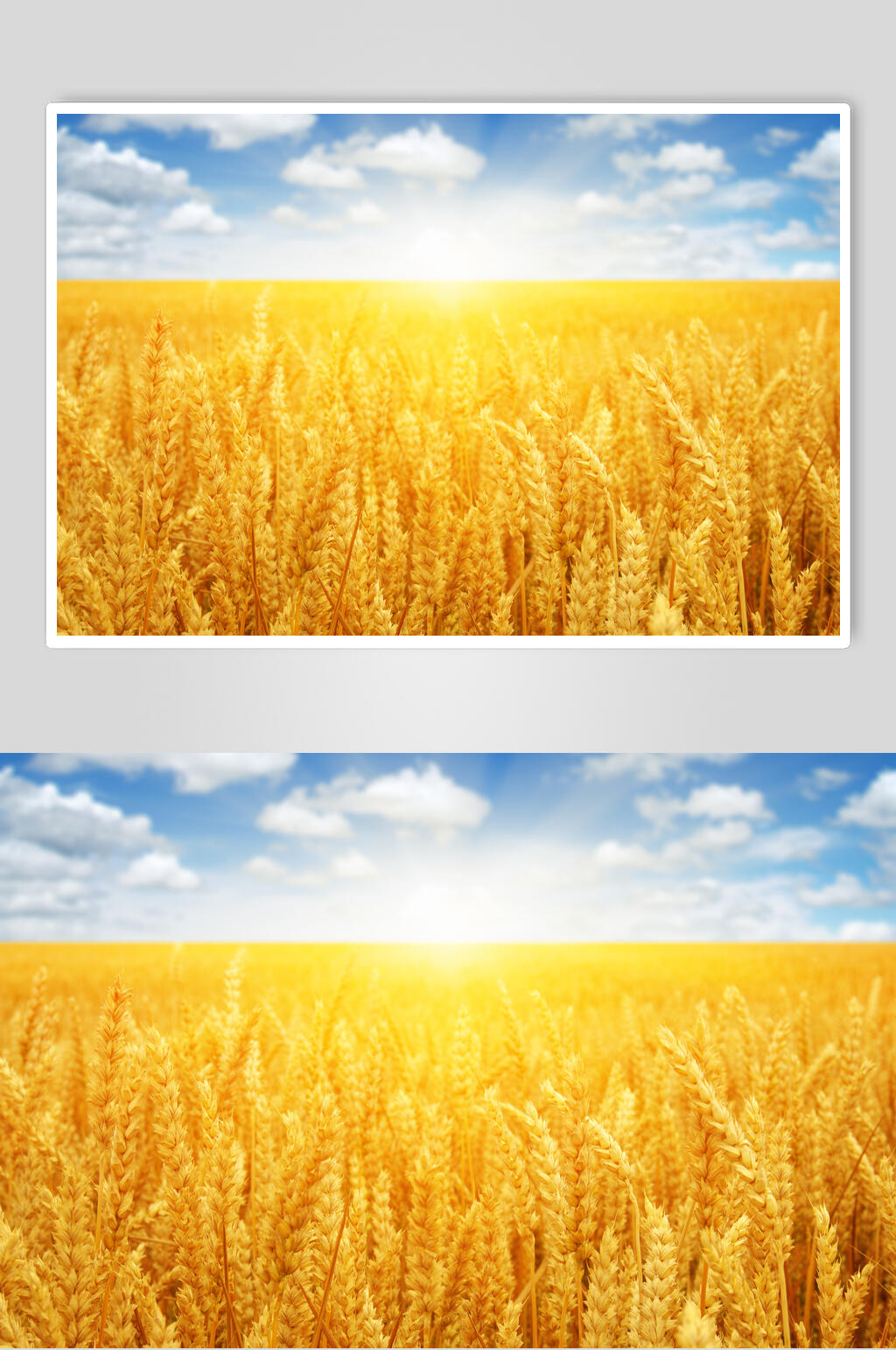 金黄色麦穗图片