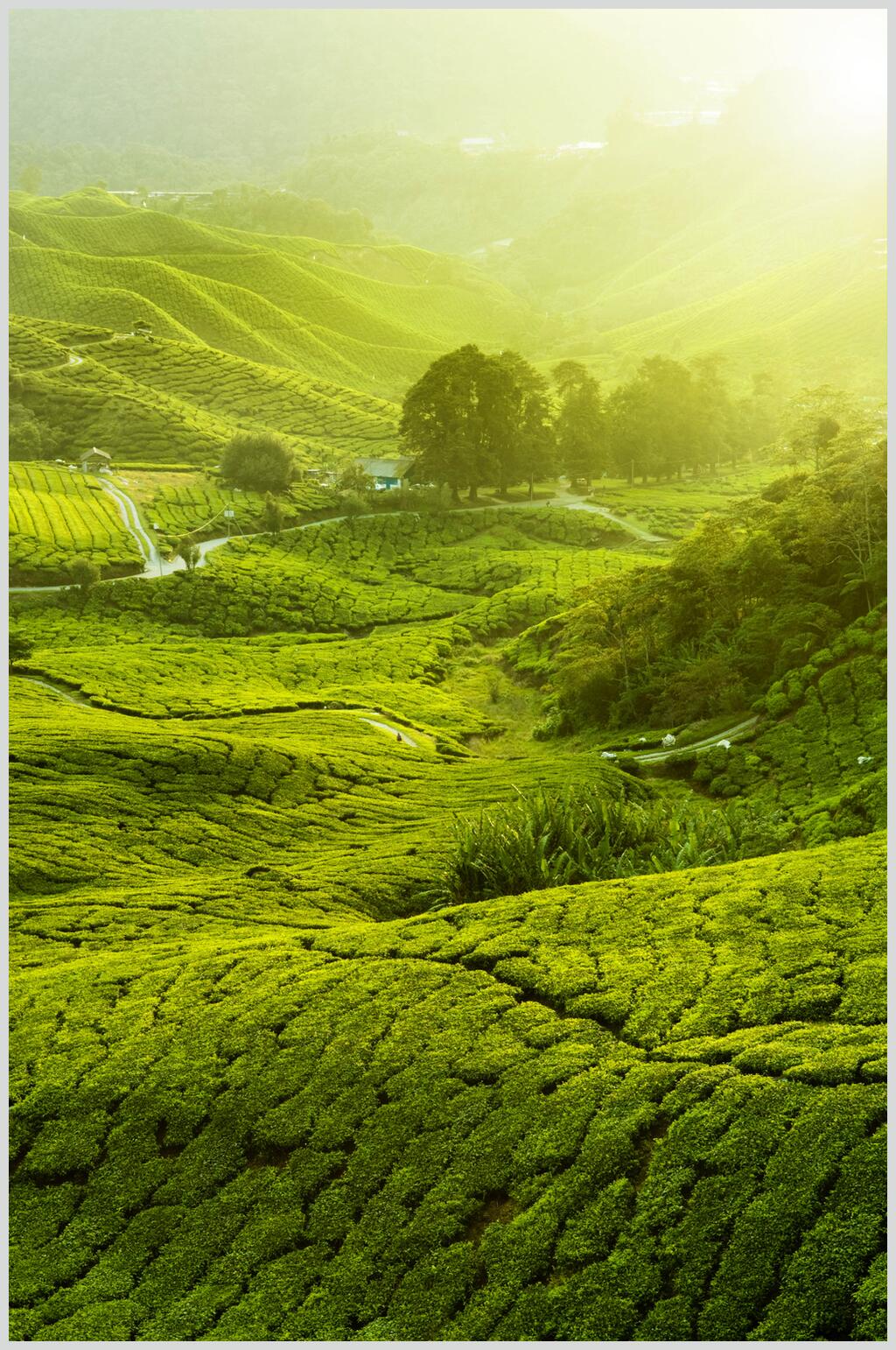 茶园茶叶山峰图片素材