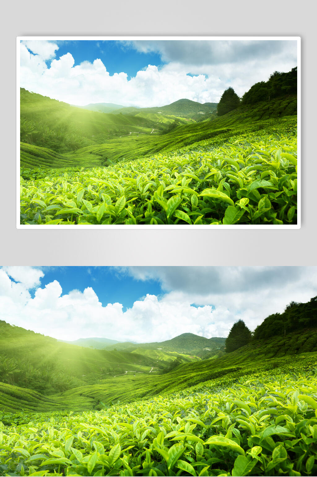 绿茶茶园茶叶图片素材