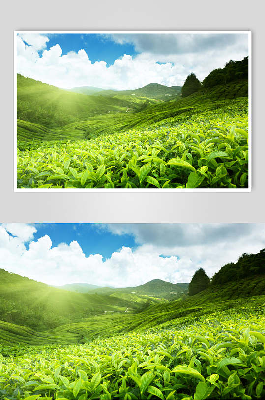 綠茶茶園茶葉圖片