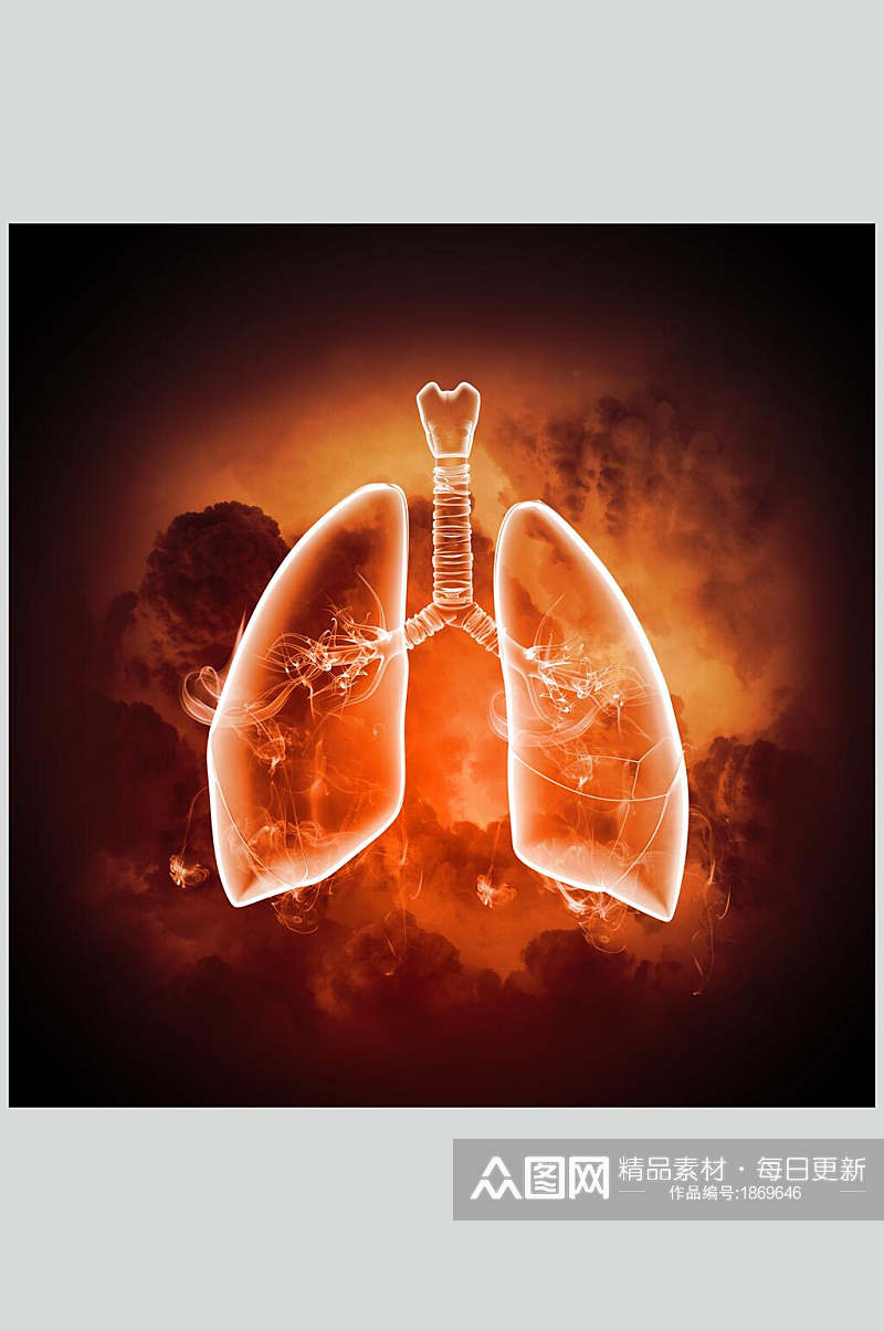人体器官肺部高清图片素材