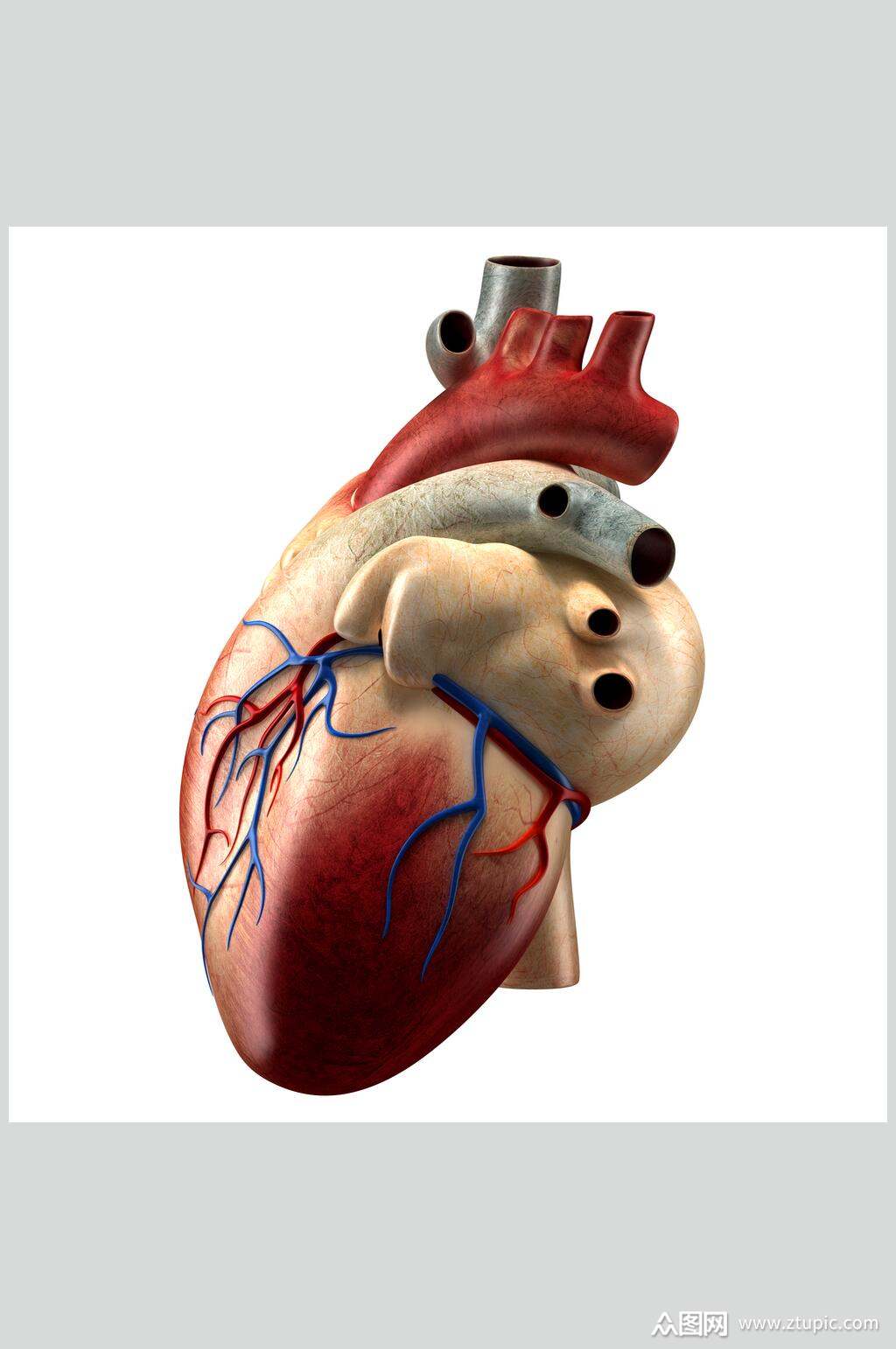 人体器官心脏模拟图片