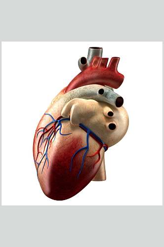 人体器官心脏模拟图片