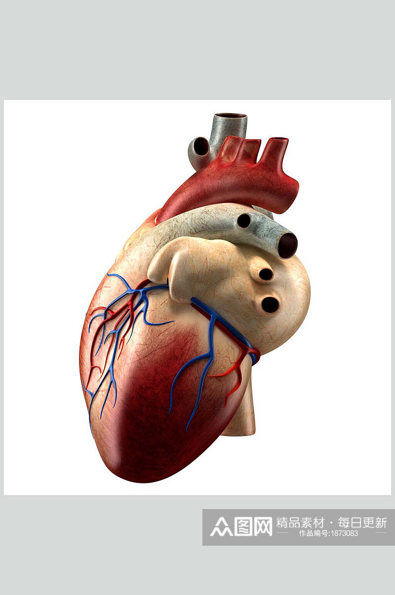 人体器官心脏模拟图片素材