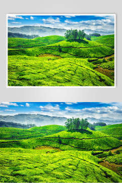 绿色茶园茶叶摄影素材图片